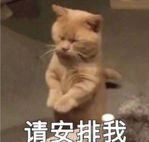  表情包分享猛男就该用猫猫表情包