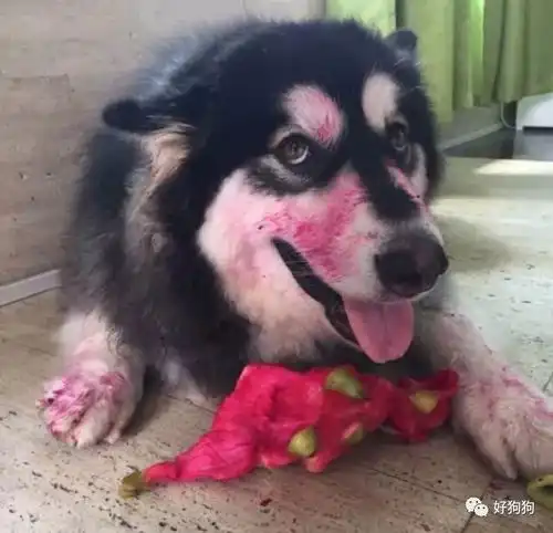  杂谈狗和猫偷吃被抓的不同反应,一个老实认错一个死不松口