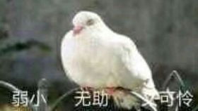  半年到底可以进步多少令人心碎的结果
