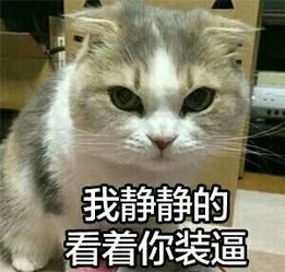 求几张好看的熊,还有猫图片,做头像用,多谢了