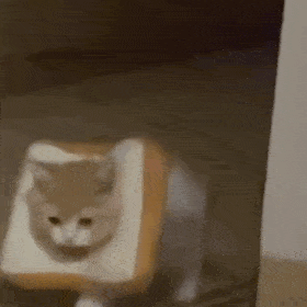  黑猫舔爪表情包微信怎么搜今日头条