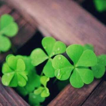  四叶草的花语是什么为什么四叶草能带来好运