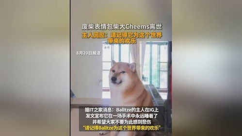  废柴表情包柴犬cheems离世主人回应请记得它为这个世界带来的欢乐
