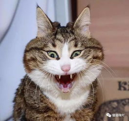  这只猫咪身体残疾,却活成了表情包