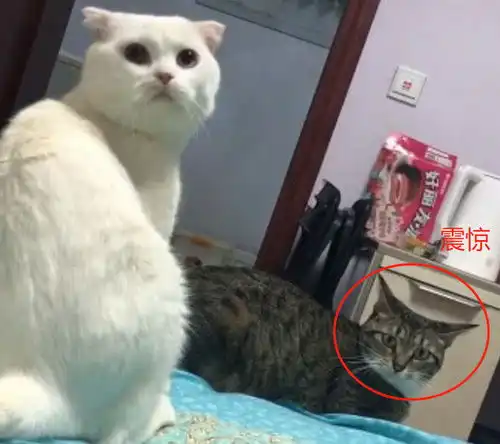  主人蹬了一脚白猫,狸花猫一脸惶恐,看来这个锅我背定了啊