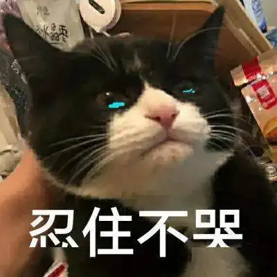  橘猫沙梨表情包