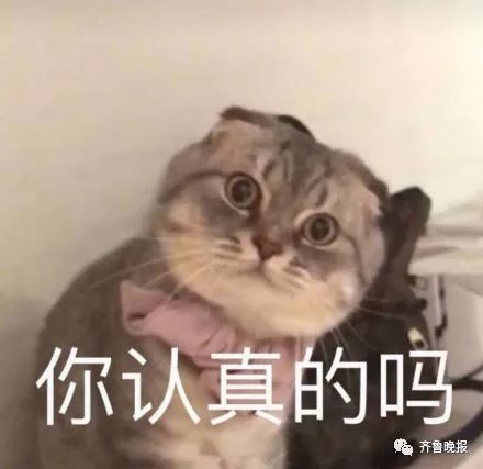  木乃猫新鲜出土还有圣甲虫眼镜蛇埃及新发现许多动物木乃伊