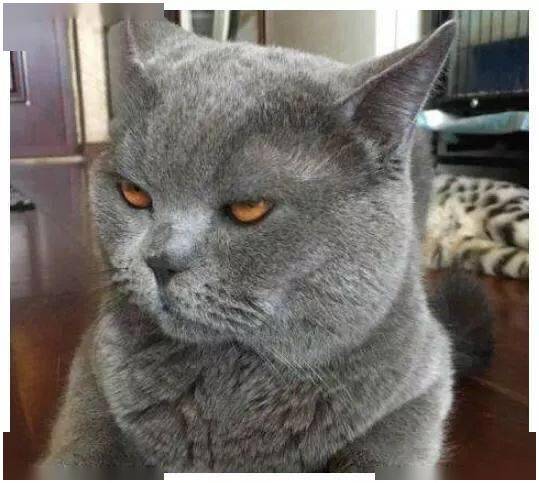 猫猫狗狗表情包蓝猫