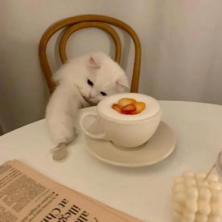  可爱小狗小猫头像,希望这些宠物给你带来快乐