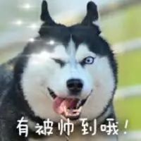  连哈士奇都进驻奢侈品界了
