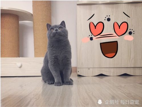 网友花4000块买了只蓝猫,两月后惊喜降临,赚大发了