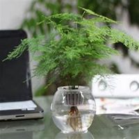  微信文竹头像高清文竹花朵图片大全