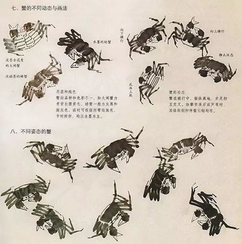  中国国画花鸟技法几种虫儿动物的画法