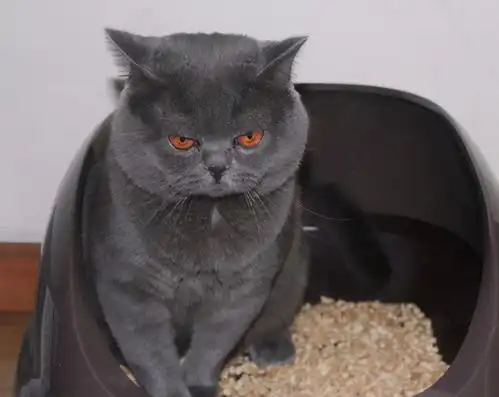 小猫咪表情包原图猫砂