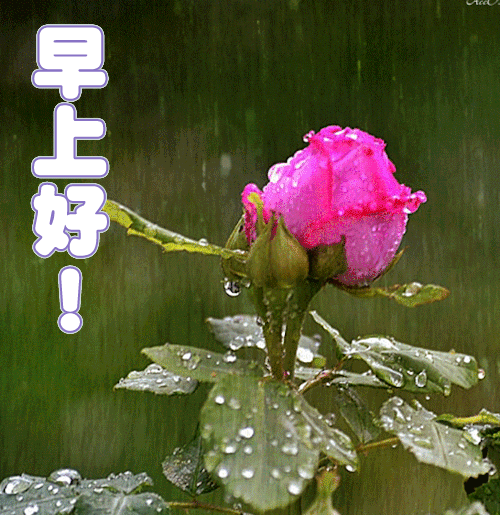 生活累的图片表情包早晨