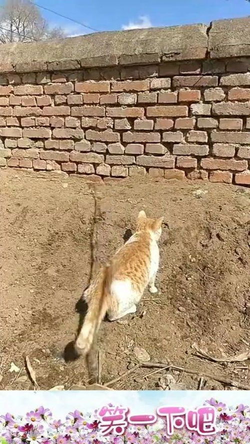  我们家的猫深藏不露,在我面前秀了一把鹞子翻身,以后每天小鱼干伺候着