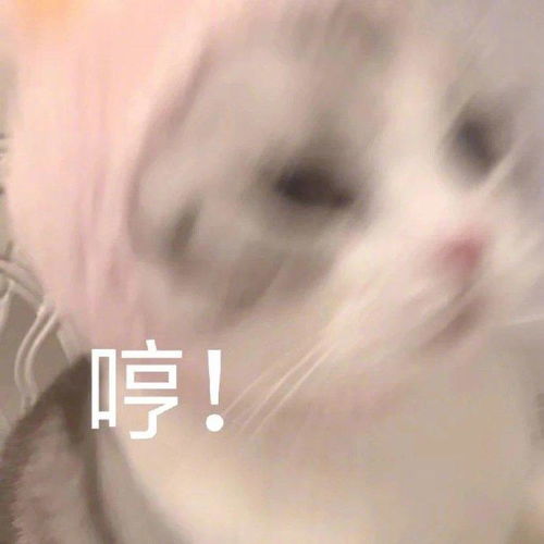  手机里那些最宝贝的表情包,速来收图
