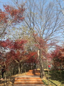  枫叶季去栖霞山观枫