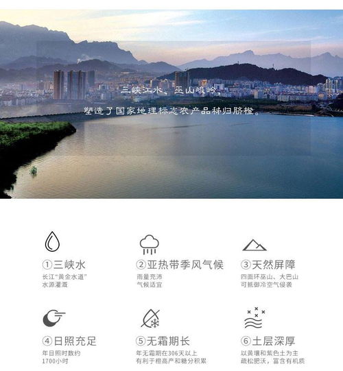  三峡特产屈姑秭归脐橙9斤新鲜水果九月红脐橙现摘现发