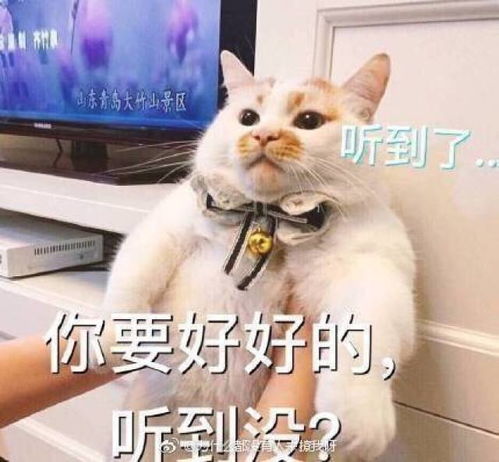  初代网红表情包相继离世愿小天使们一路走好