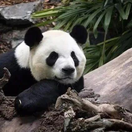  海峡热搜榜中国旅加大熊猫受疫情影响将提前三年回国