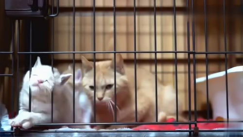  越狱小能手,让猫妈妈防不胜防