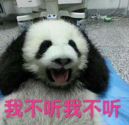 没有几张滚滚表情包,你好意思说想去偷只猫来养它一辈子