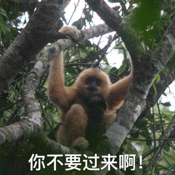  精灵表情包来袭,你被萌到了吗