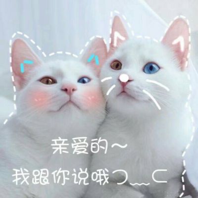  墨夜笙仙女表情包
