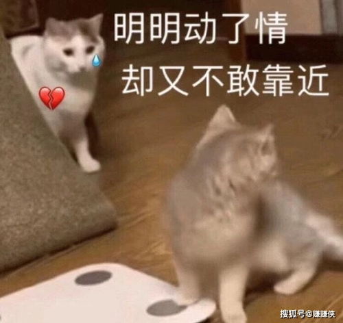  最新表情包图片就不起床,我还能睡