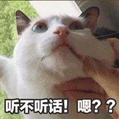 防不胜防啊表情包猫咪