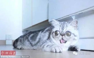 奇怪的知识猫表情包埋线