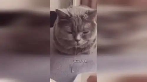  猫咪搞笑表情包大赏,你们喜欢那一只