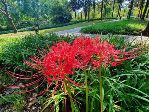  绚烂花海登场9月别错过这些花展和活动