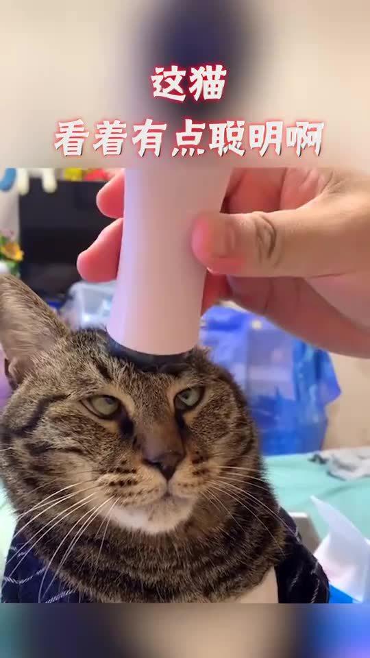  这猫表情太逗了,连斗鸡眼都学会了,笑死人