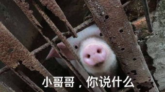  良辰我不介意和你玩玩你赢了,这一茅坑里的屎都给你快来食屎表情头牌食屎金馆长良辰无节操表情