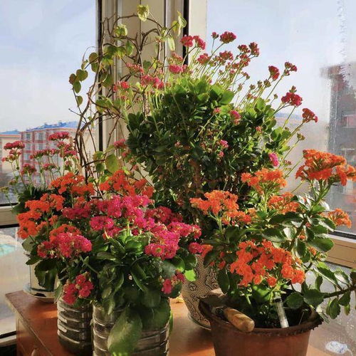  春节养花,6种幸运花适合养家里,开花漂亮寓意吉祥