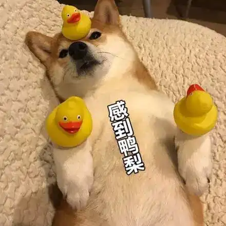  柴犬超萌表情包微笑中透露着贫穷