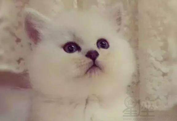  心理测试四只猫咪,你会选择养哪只测出你深藏不露的那一点