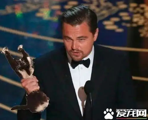 爱高举双手的趣猫咪超可爱模样瞬间变网络红猫