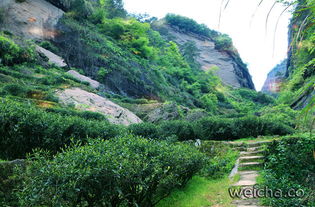  仙境武夷山,醉美茶之旅牛栏坑陪我在山间茶丛里走一遭,武夷山自助游攻略马蜂窝