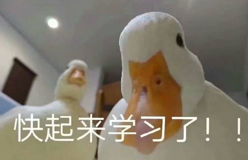  高速路上行驶,看到前方有障碍物,打方向还是撞上去