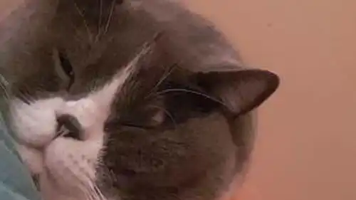  猫咪的表情包,你们喜欢吗