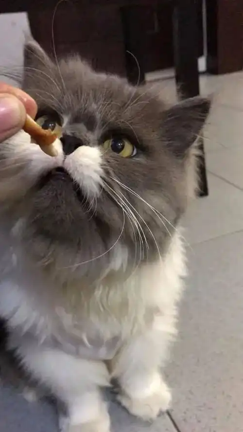  什么东西这么难吃,猫咪都yue了