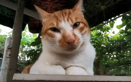  表情你教猫哥玩游戏的个人空间哔哩哔哩乾杯bilibili表情