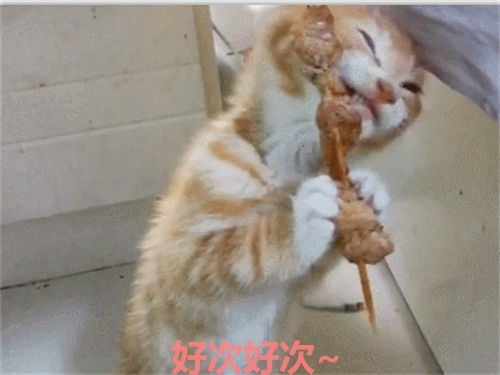  猫生第一次撸串,双眼放光的吃相,是橘猫没错了