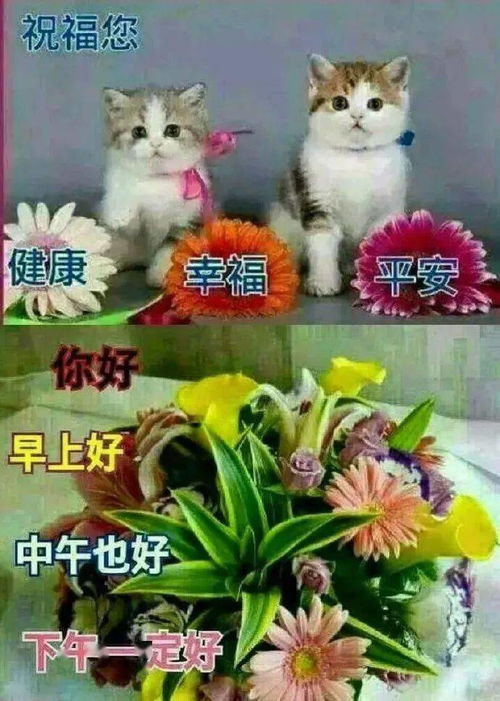  微信早安聊天图片大全动态带字新版早安聊天图片表情大全