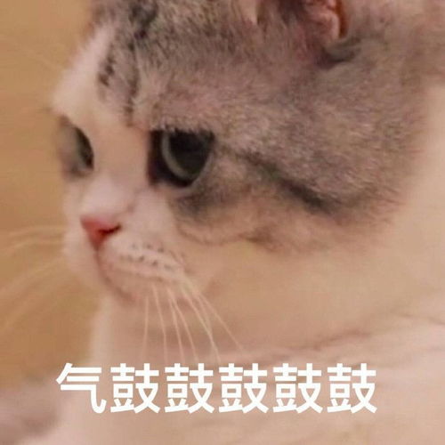  发给对象的可爱表情包我没有不开心