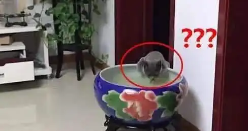  猫偷捞鱼缸里的鱼,被主人当场抓现行,猫不是你想那样没偷鱼