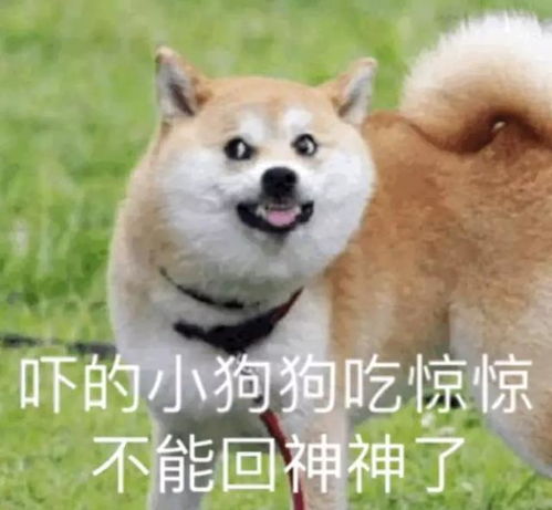  犬猫的头号杀手肾衰,教你防患于未然